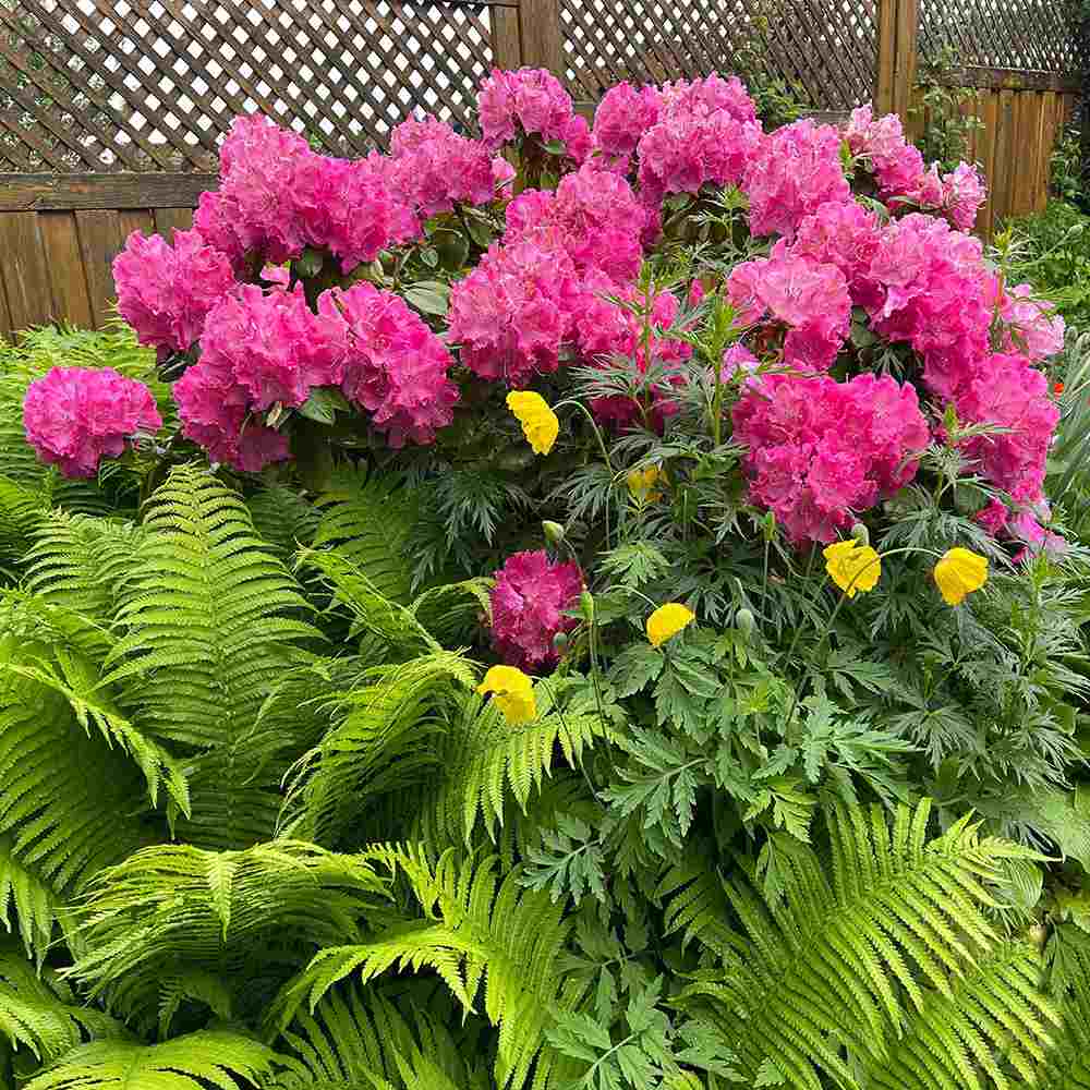 Azaleea Japoneza (Rhododendron) Germania, cu flori roz intens mari, arbust vesnic verde pentru gradini acide si semiumbra