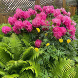 Azaleea Japoneza (Rhododendron) Germania, cu flori roz intens mari, arbust vesnic verde pentru gradini acide si semiumbra