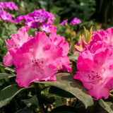 Azaleea Japoneza (Rhododendron) Germania, cu flori roz intens mari, arbust vesnic verde pentru gradini acide si semiumbra