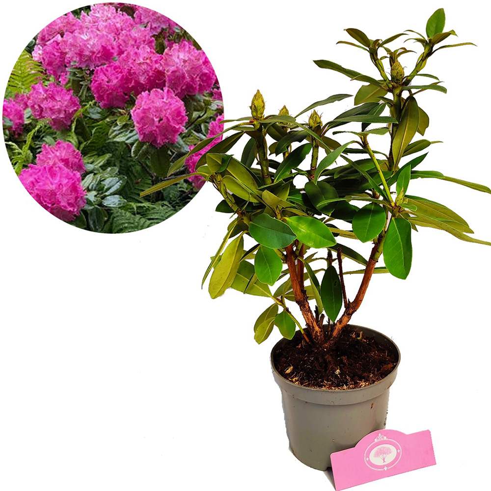Azaleea Japoneza (Rhododendron) Germania, cu flori roz intens mari, arbust vesnic verde pentru gradini acide si semiumbra