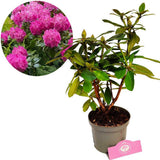 Azaleea Japoneza (Rhododendron) Germania, cu flori roz intens mari, arbust vesnic verde pentru gradini acide si semiumbra