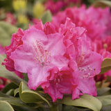 Azaleea Japoneza (Rhododendron) Germania, cu flori roz intens mari, arbust vesnic verde pentru gradini acide si semiumbra