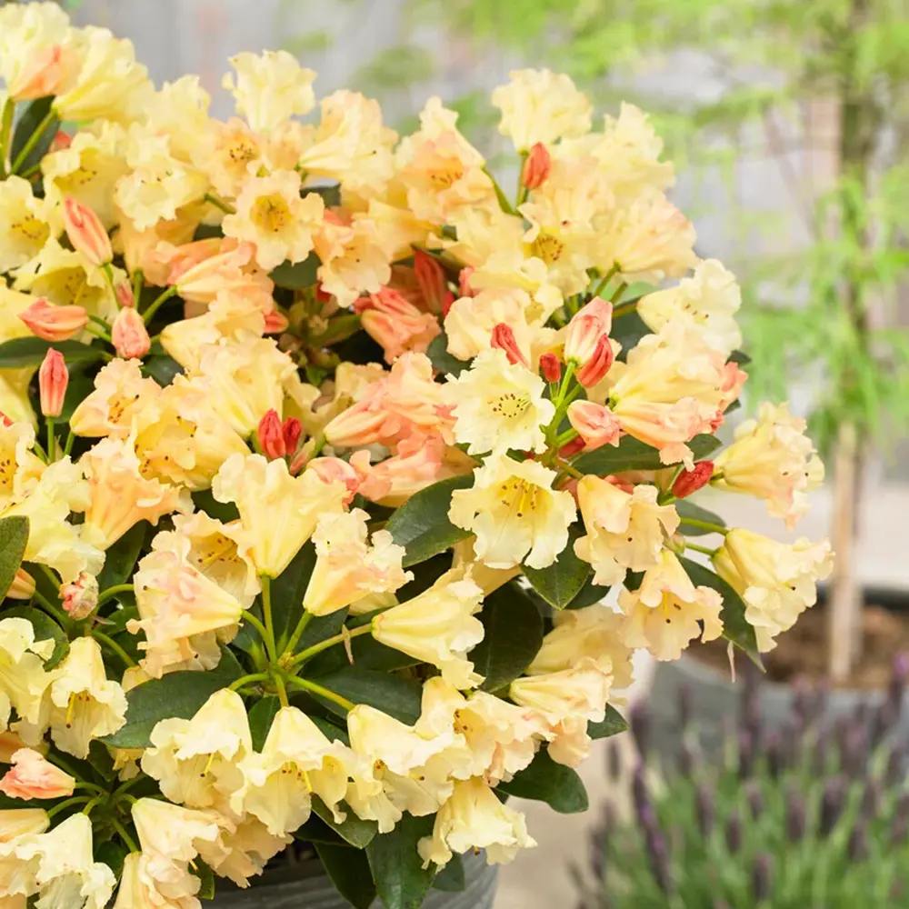 Azaleee Japoneza (Rhododendron) Saffrano, flori galben-crem, arbust vesnic verde, inflorire primavara, prefera semi-umbra si sol acid