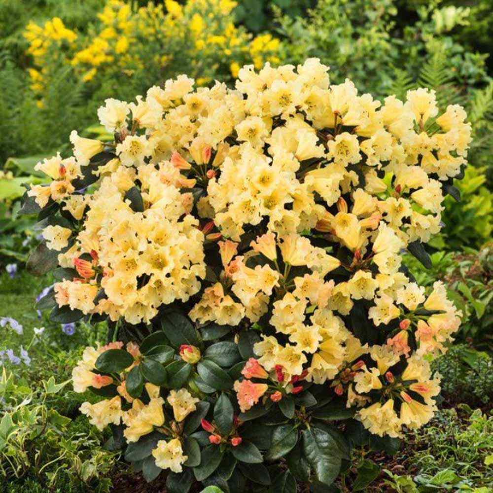 Azaleee Japoneza (Rhododendron) Saffrano, flori galben-crem, arbust vesnic verde, inflorire primavara, prefera semi-umbra si sol acid