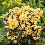 Azaleee Japoneza (Rhododendron) Saffrano, flori galben-crem, arbust vesnic verde, inflorire primavara, prefera semi-umbra si sol acid
