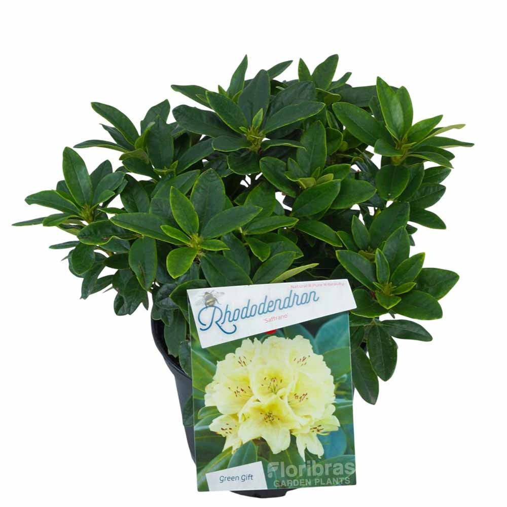 Azaleee Japoneza (Rhododendron) Saffrano, flori galben-crem, arbust vesnic verde, inflorire primavara, prefera semi-umbra si sol acid