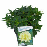 Azaleee Japoneza (Rhododendron) Saffrano, flori galben-crem, arbust vesnic verde, inflorire primavara, prefera semi-umbra si sol acid