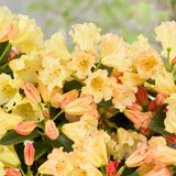 Azaleee Japoneza (Rhododendron) Saffrano, flori galben-crem, arbust vesnic verde, inflorire primavara, prefera semi-umbra si sol acid