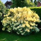 Azaleee Japoneza (Rhododendron) Saffrano, flori galben-crem, arbust vesnic verde, inflorire primavara, prefera semi-umbra si sol acid