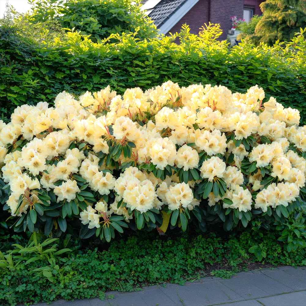 Azaleee Japoneza (Rhododendron) Saffrano, flori galben-crem, arbust vesnic verde, inflorire primavara, prefera semi-umbra si sol acid