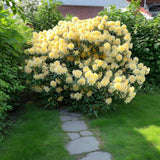 Azaleee Japoneza (Rhododendron) Saffrano, flori galben-crem, arbust vesnic verde, inflorire primavara, prefera semi-umbra si sol acid