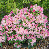 Azaleea Japoneza (Rhododendron) Percy Wiseman, arbust compact cu flori roz somon schimbatoare, vesnic verde pentru sol acid si semiumbra