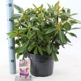 Azaleea Japoneza (Rhododendron) Percy Wiseman, arbust compact cu flori roz somon schimbatoare, vesnic verde pentru sol acid si semiumbra