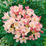 Azaleea Japoneza (Rhododendron) Percy Wiseman, arbust compact cu flori roz somon schimbatoare, vesnic verde pentru sol acid si semiumbra
