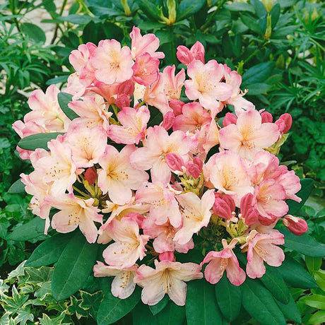 Azaleea Japoneza (Rhododendron) Percy Wiseman, arbust compact cu flori roz somon schimbatoare, vesnic verde pentru sol acid si semiumbra