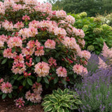 Azaleea Japoneza (Rhododendron) Percy Wiseman, arbust compact cu flori roz somon schimbatoare, vesnic verde pentru sol acid si semiumbra