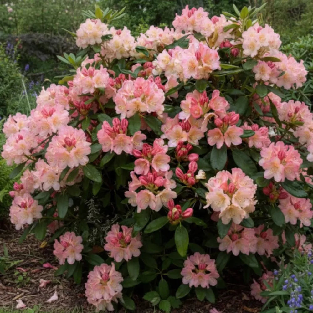 Azaleea Japoneza (Rhododendron) Percy Wiseman, arbust compact cu flori roz somon schimbatoare, vesnic verde pentru sol acid si semiumbra