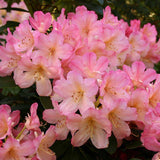 Azaleea Japoneza (Rhododendron) Percy Wiseman, arbust compact cu flori roz somon schimbatoare, vesnic verde pentru sol acid si semiumbra