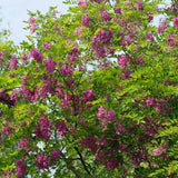 Salcam Pink Cascade, arbore ornamental cu flori roz parfumate, crestere rapida, rezistent la frig