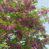 Salcam Pink Cascade, arbore ornamental cu flori roz parfumate, crestere rapida, rezistent la frig