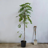 Salcam Pink Cascade, arbore ornamental cu flori roz parfumate, crestere rapida, rezistent la frig