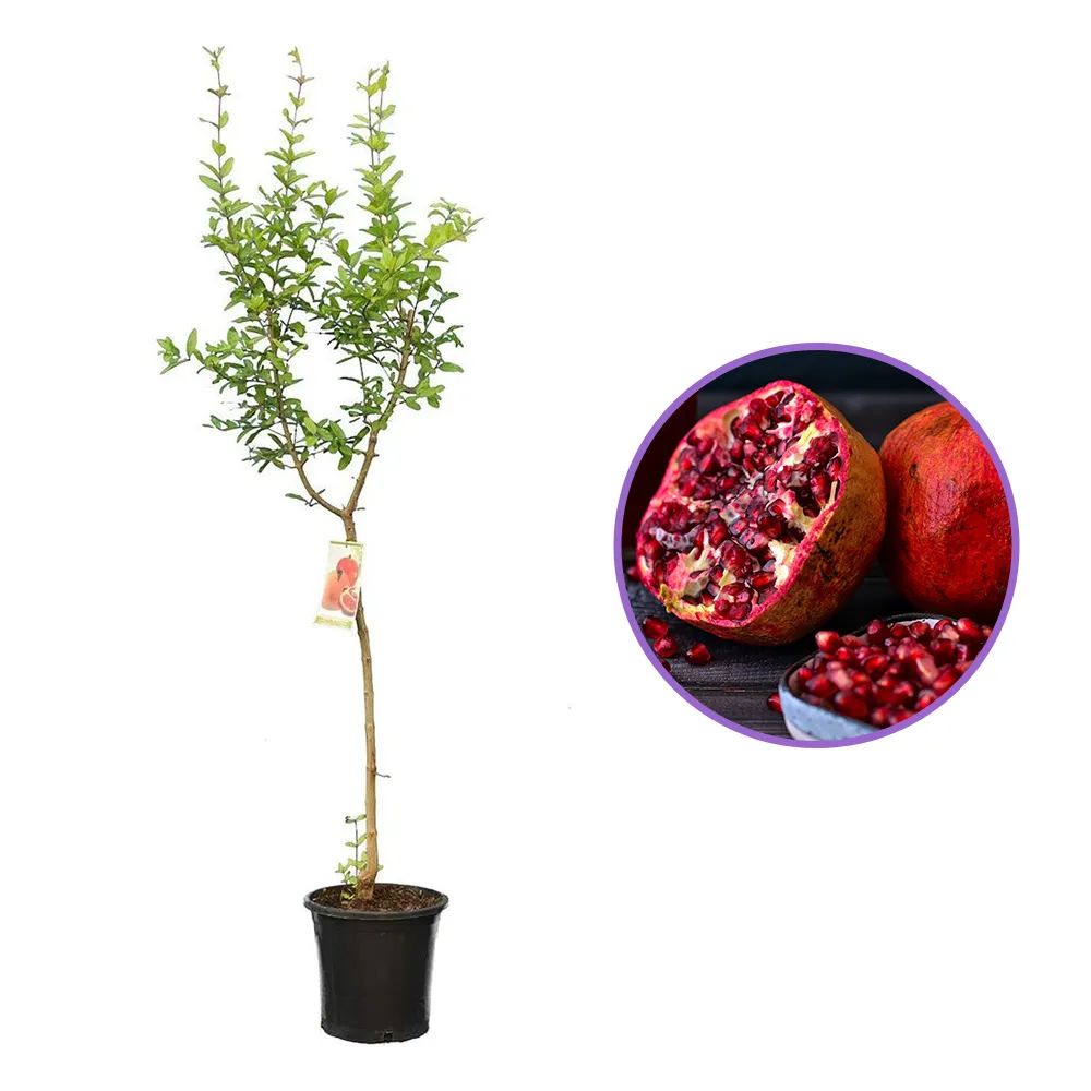 Rodiu Tip Copac (Punica Granatum), cu fructe mari rosii-rubinii, an 2 pe rod