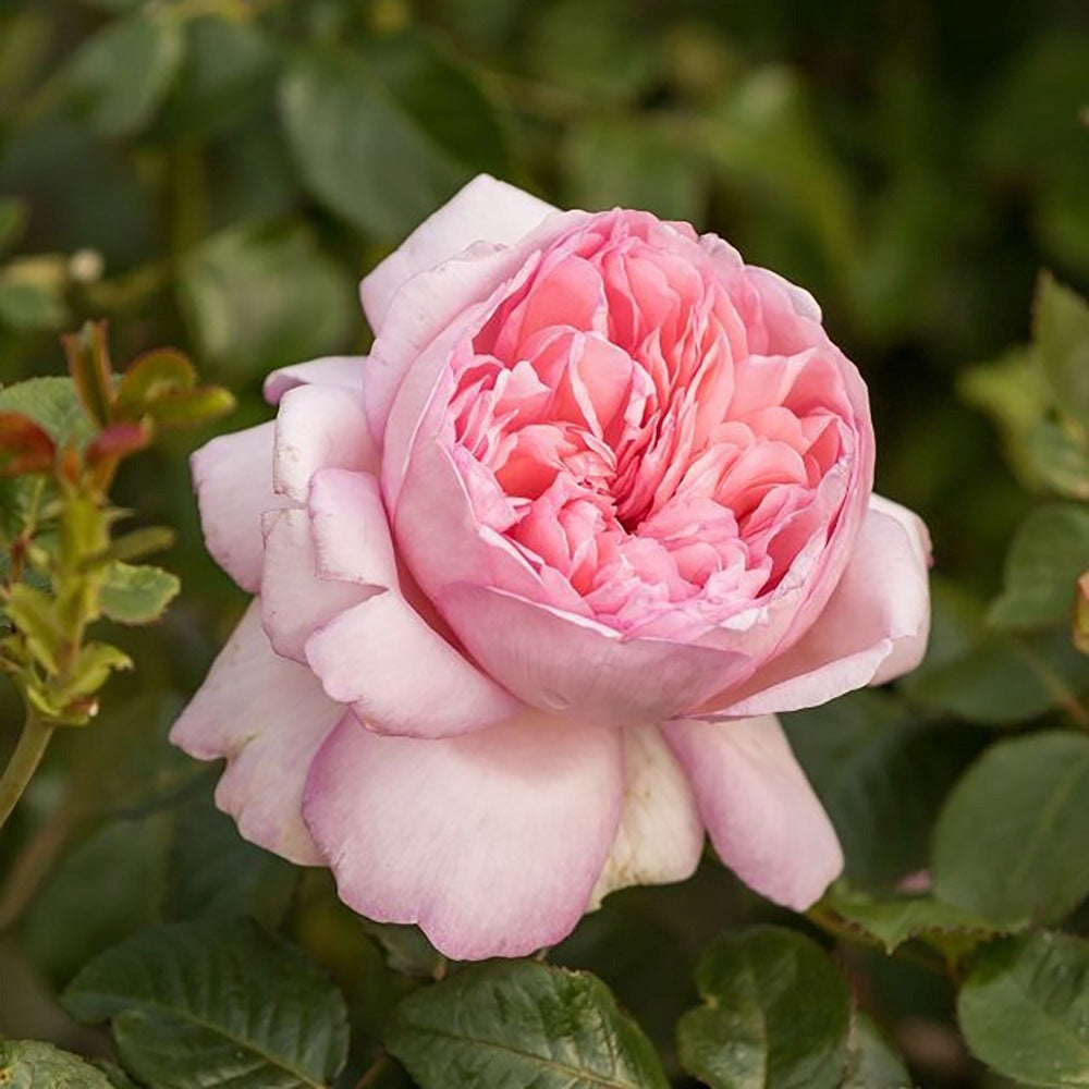 Trandafir Teahibrid roz-piersica Mauritia, parfum intens