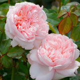 Trandafir Teahibrid roz-piersica Mauritia, parfum intens