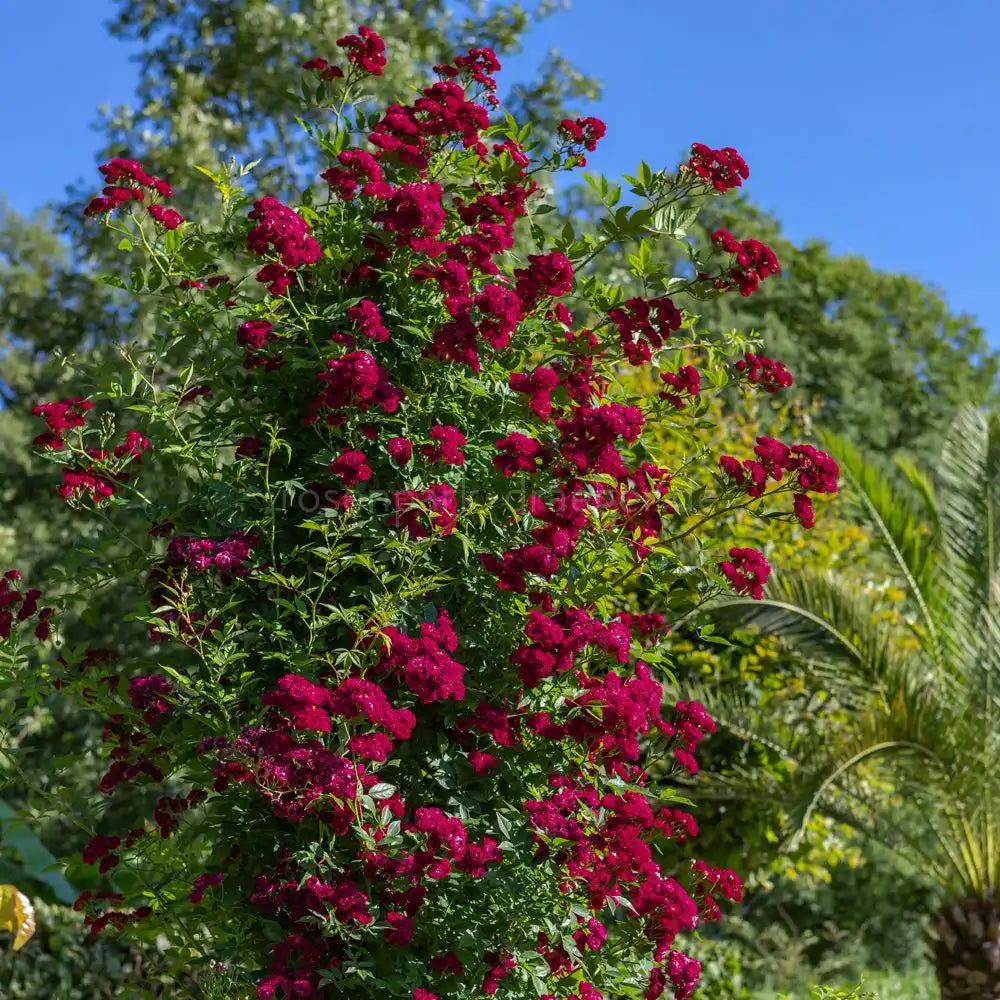 Trandafir Catarator rosu-magenta Perennial Domino, cu inflorire repetata si multiplu premiat