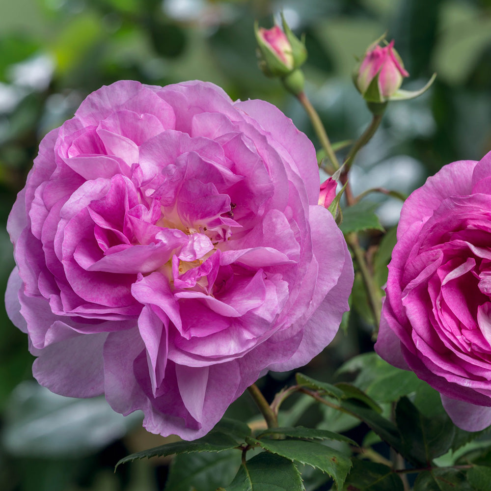 Trandafir Catarator roz-liliachiu Saphir, inflorire repetata
