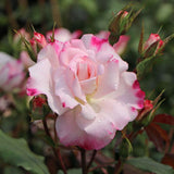 Trandafir Floribunda bicolor roz-alb crem Abigaile, inflorire repetata