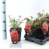 Trandafir tarator rosu The Fairy King, inflorire repetata, extrem de rezistent la umbra si un infloritor sigur si constant.