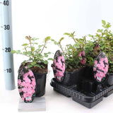 Trandafir tarator roz The Fairy, inflorire repetata, extrem de rezistent la umbra si un infloritor sigur si constant.