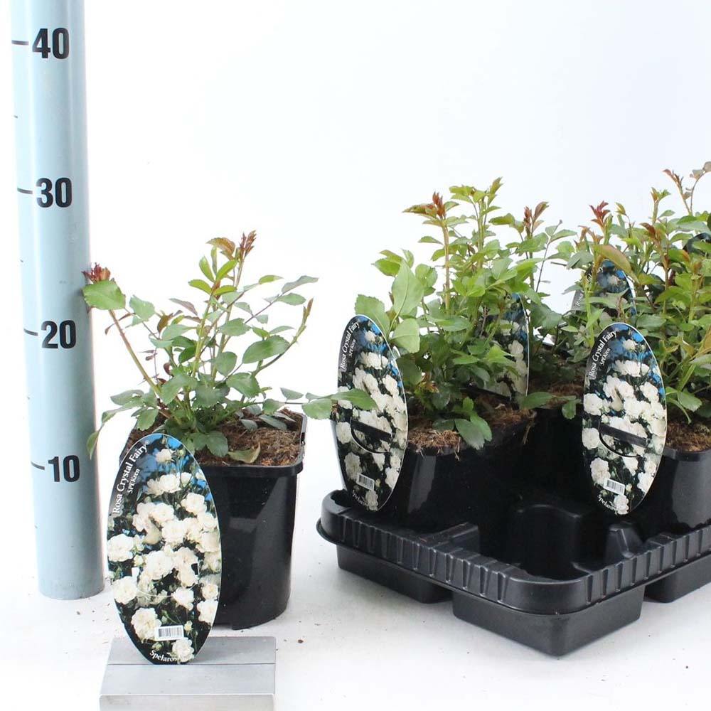 Trandafir tarator alb The Crystal Fairy, inflorire repetata, extrem de rezistent la umbra si un infloritor sigur si constant.