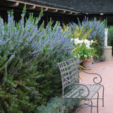 Rozmarin Officialis in ghiveci, parfum intens, planta aromatica decorativa, ideala pentru bucatarie si balcon