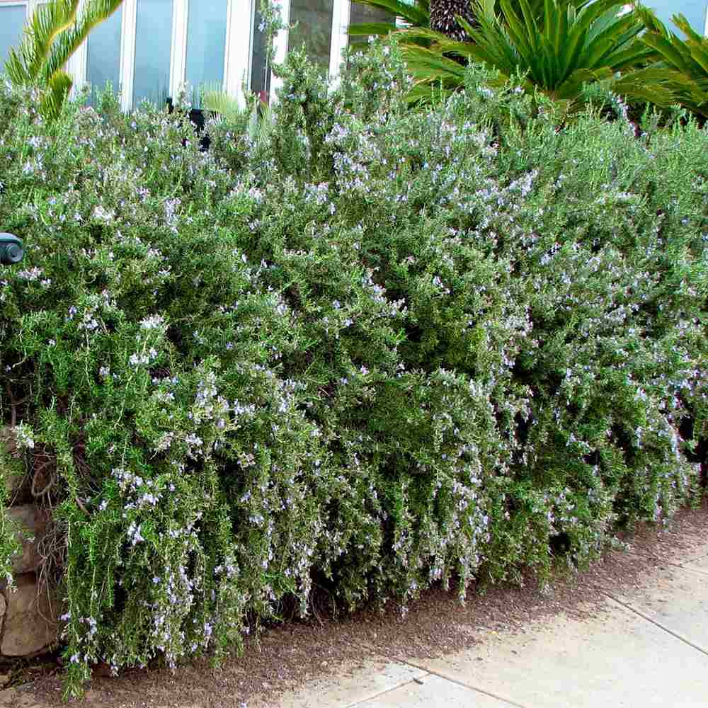 Rozmarin tarator in ghiveci, vesnic verde, foarte aromatic, pentru soare, ghiveci si gradini mediteraneene