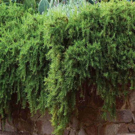 Rozmarin tarator in ghiveci, vesnic verde, foarte aromatic, pentru soare, ghiveci si gradini mediteraneene