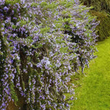 Rozmarin tarator in ghiveci, vesnic verde, foarte aromatic, pentru soare, ghiveci si gradini mediteraneene