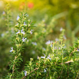 Rozmarin tarator in ghiveci, vesnic verde, foarte aromatic, pentru soare, ghiveci si gradini mediteraneene