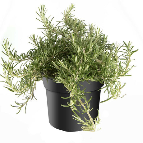 Rozmarin tarator in ghiveci, vesnic verde, foarte aromatic, pentru soare, ghiveci si gradini mediteraneene