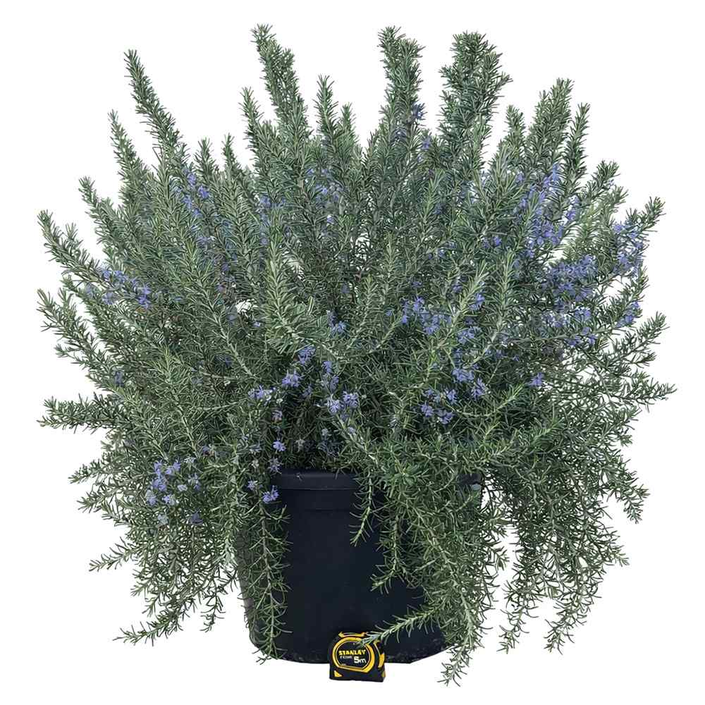 plante cu r Rozmarin Prostatus Curgator in ghiveci XXL