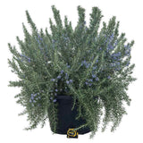 Rozmarin Prostatus Curgator in ghiveci XXL, Parfum Intens, flori albastre, planta aromatica, Varsta 10 ani