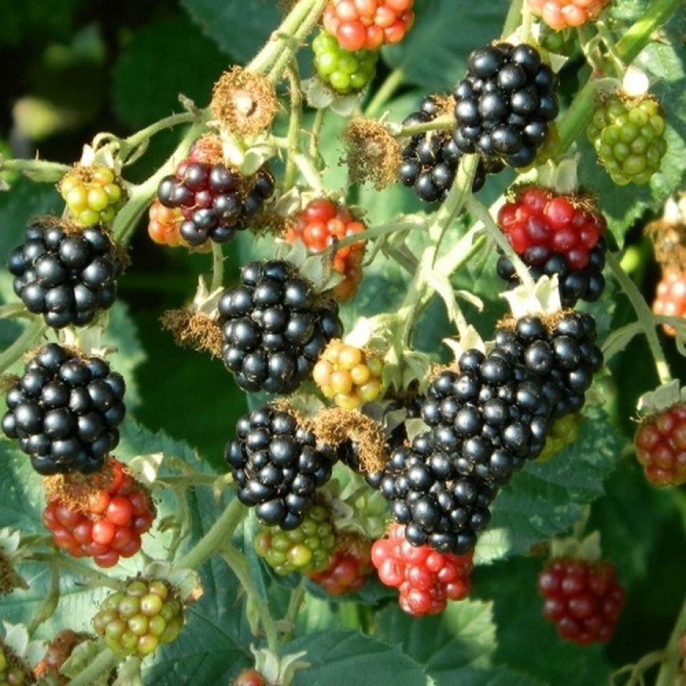 Mur Rubus Fruticosus Himalaya Arbust Fructifer cu Fructe Dulci, Ideal pentru Gradini