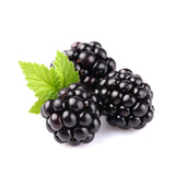 Mur fara spini Rubus fruticosus Thornfree, mur productiv, fructe mari dulci, gradina, an 1 pe rod