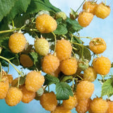 Zmeur aurie Rubus idaeus Fallgold , cu fructe dulce, recolta abundenta