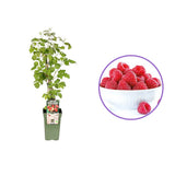 Zmeur Autumn Chef, remontant cu fructe dulci aromate rosu, recolta de toamna