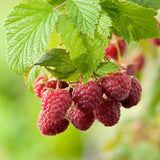 Zmeur Rosu Ottawa (Rubus Idaeus), cu fructe dulci rosii, an 1 pe rod