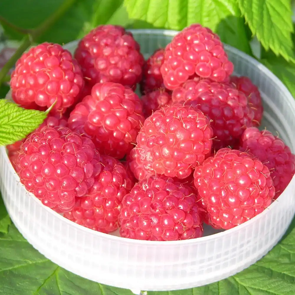 Zmeur Rosu Ottawa (Rubus Idaeus), cu fructe dulci rosii, an 1 pe rod