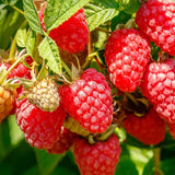 Zmeur Rosu Sweet Sister (Rubus Idaeus), cu fructe dulci rosii, an 1 pe rod