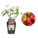 Zmeur Rosu Sweet Sister (Rubus Idaeus), cu fructe dulci rosii, an 1 pe rod